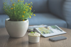 plant-on-a-table